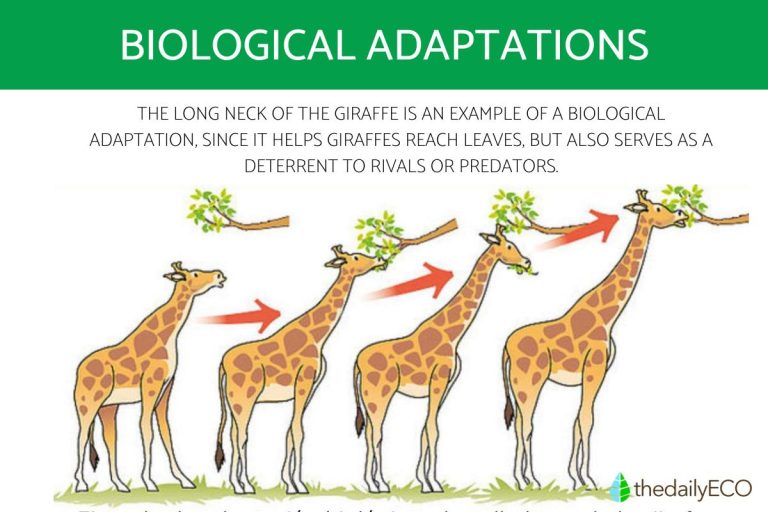 biological_adaptation_definition_types_and_examples_87_orig