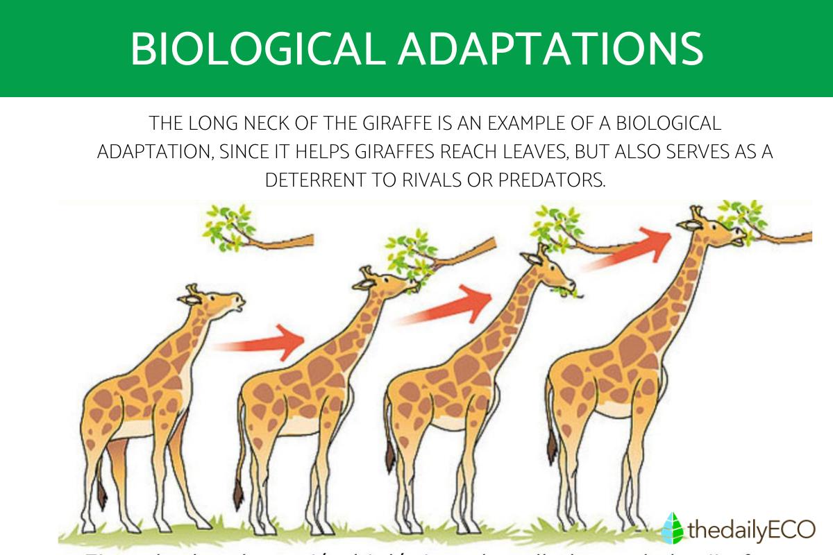 biological_adaptation_definition_types_and_examples_87_orig