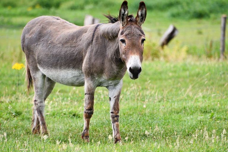 donkey-5459627_1920