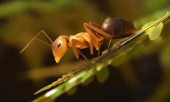 les-fourmis-65f2cddfeee87