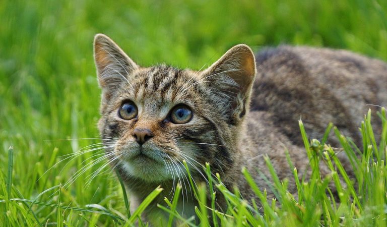 british-wild-cat-1