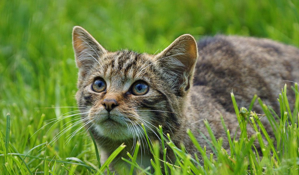 british-wild-cat-1