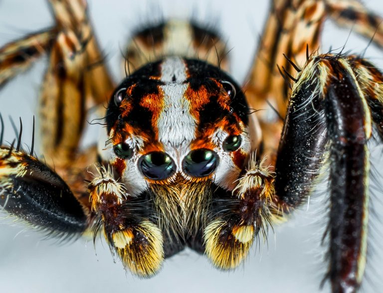 jumping-spider-small-spider-spider-insect-56008